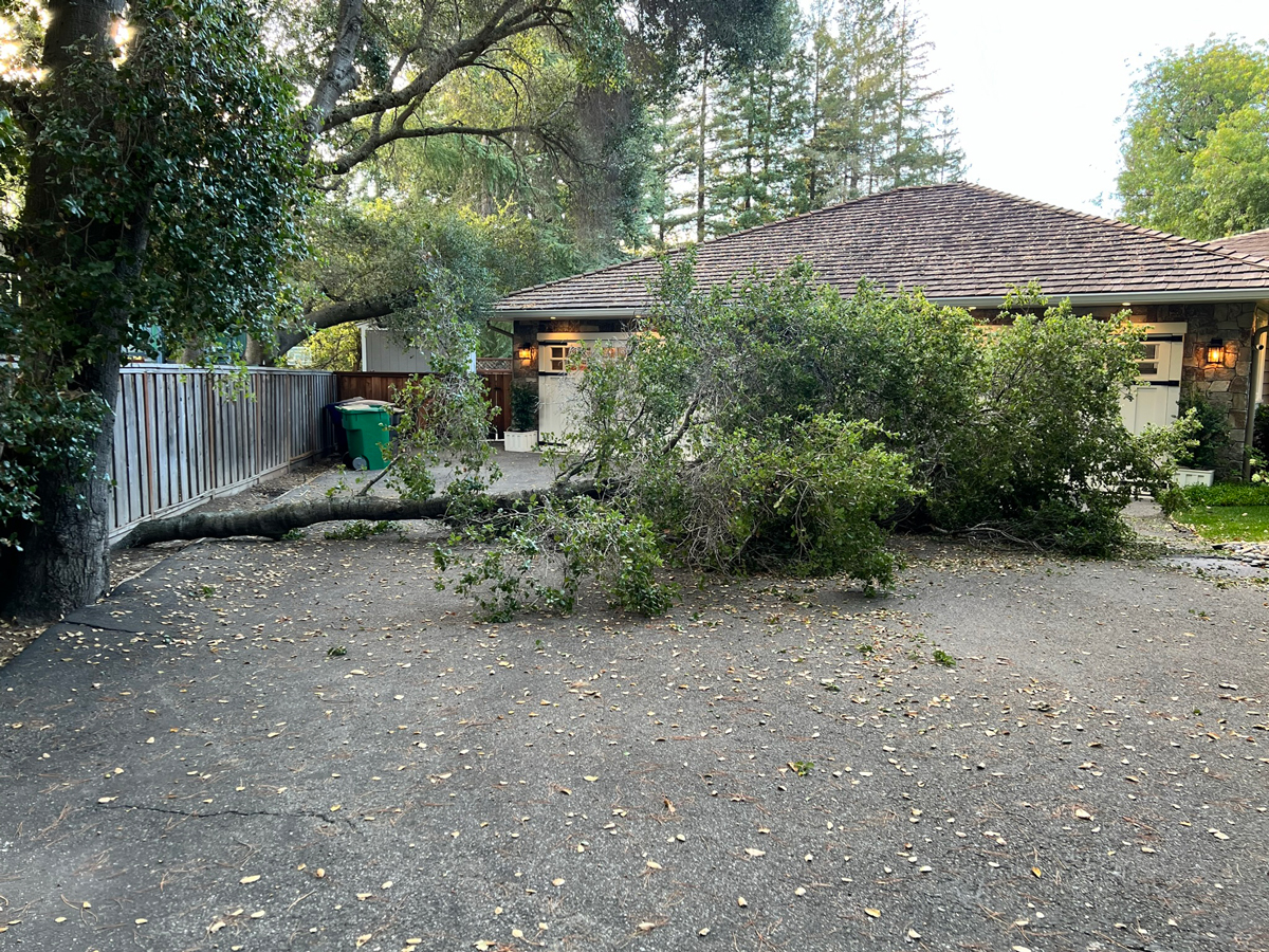 tree2.jpg